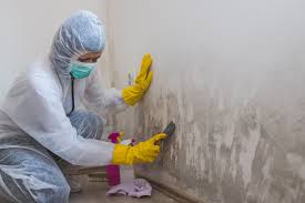 Best Commercial Mold Inspection  in Buchanan, NY